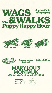 Wags & Walks Puppy Happy Hour in Montauk